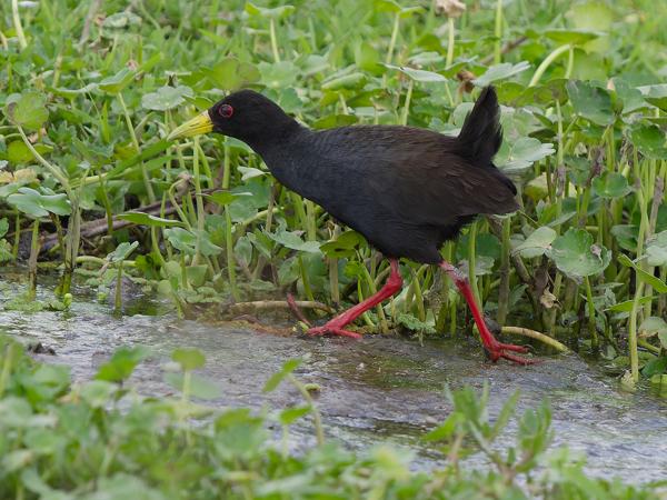 <h3><a href="/trips/tanzania/biota/animalia/chordata/aves/023 gruiformes/003 rallidae/amaurornis flavirostra/amaurornis flavirostra-nl.html">Amaurornis&nbsp;flavirostra</a> / Black&nbsp;crake / Zwart&nbsp;porseleinhoen</h3>OM-1 Mark II met OLYMPUS M.150-400mm F4.5 TC, 1/2000 sec  bij F5.6, ISO 1600, afstand 19.0&nbsp;m
